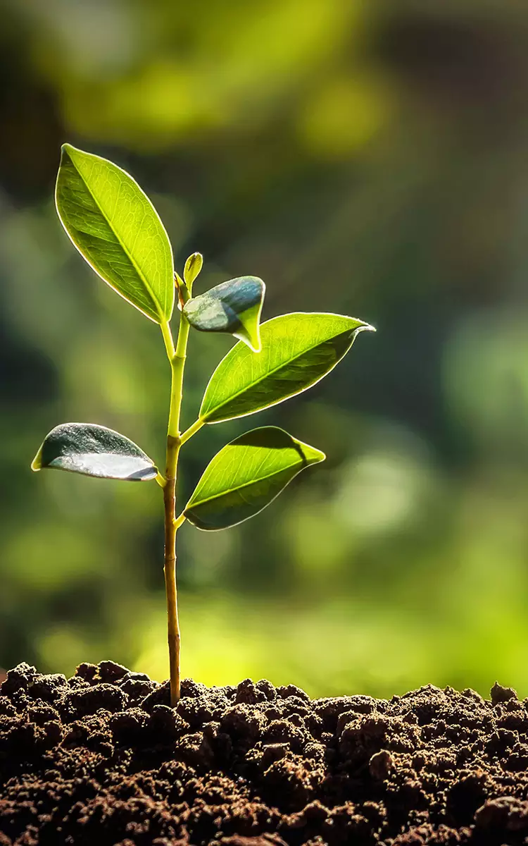 Nachhaltigkeit_Sustainability_bh.jpg